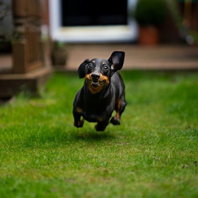 die-unterhaltsamsten-tierfotos-im-internet