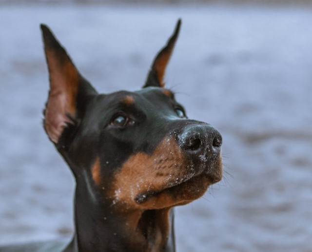 10-hunde-die-man-meiden-sollte-wenn-kinder-im-haus-sind