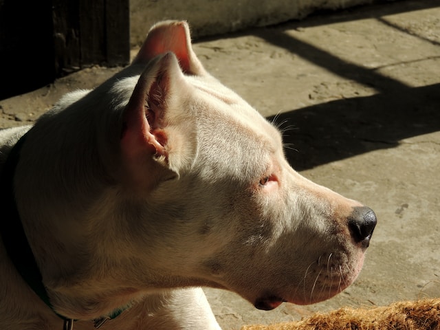 10-hunde-die-man-meiden-sollte-wenn-kinder-im-haus-sind