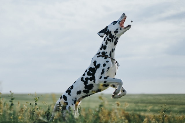 10-hunde-die-man-meiden-sollte-wenn-kinder-im-haus-sind