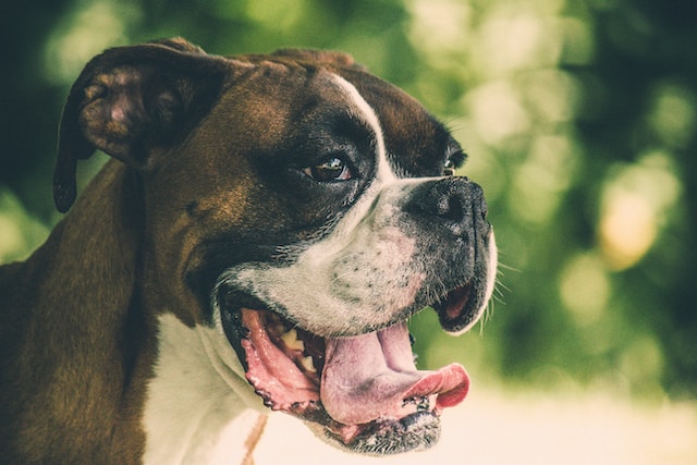 10-hunde-die-man-meiden-sollte-wenn-kinder-im-haus-sind