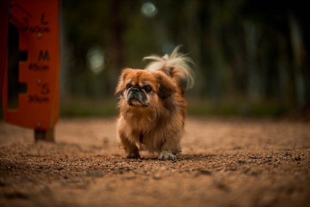 10-hunde-die-man-meiden-sollte-wenn-kinder-im-haus-sind