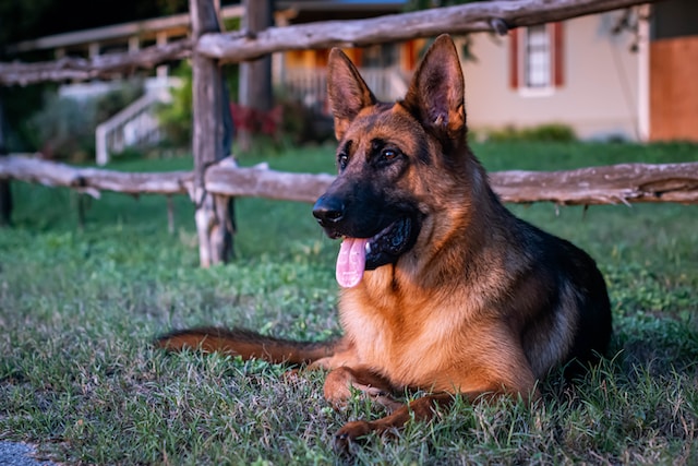 die-10-schnsten-namen-fr-hunde