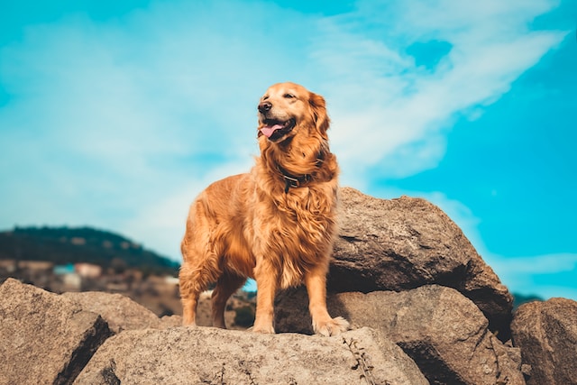 die-10-schnsten-namen-fr-hunde