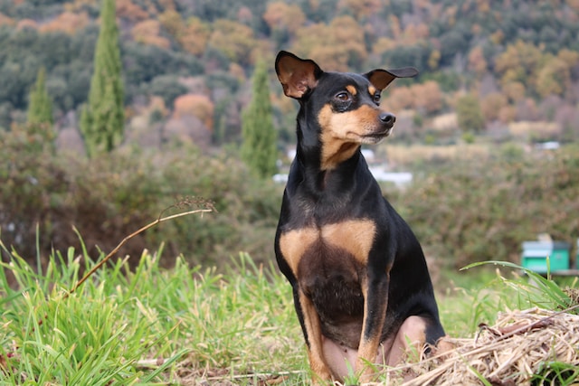 die-10-schnsten-namen-fr-hunde