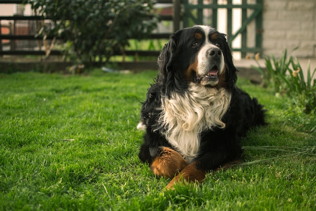 die-10-schnsten-namen-fr-hunde