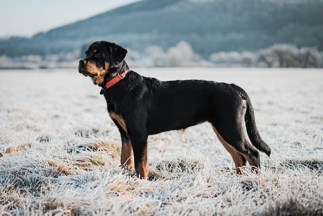 die-10-schnsten-namen-fr-hunde